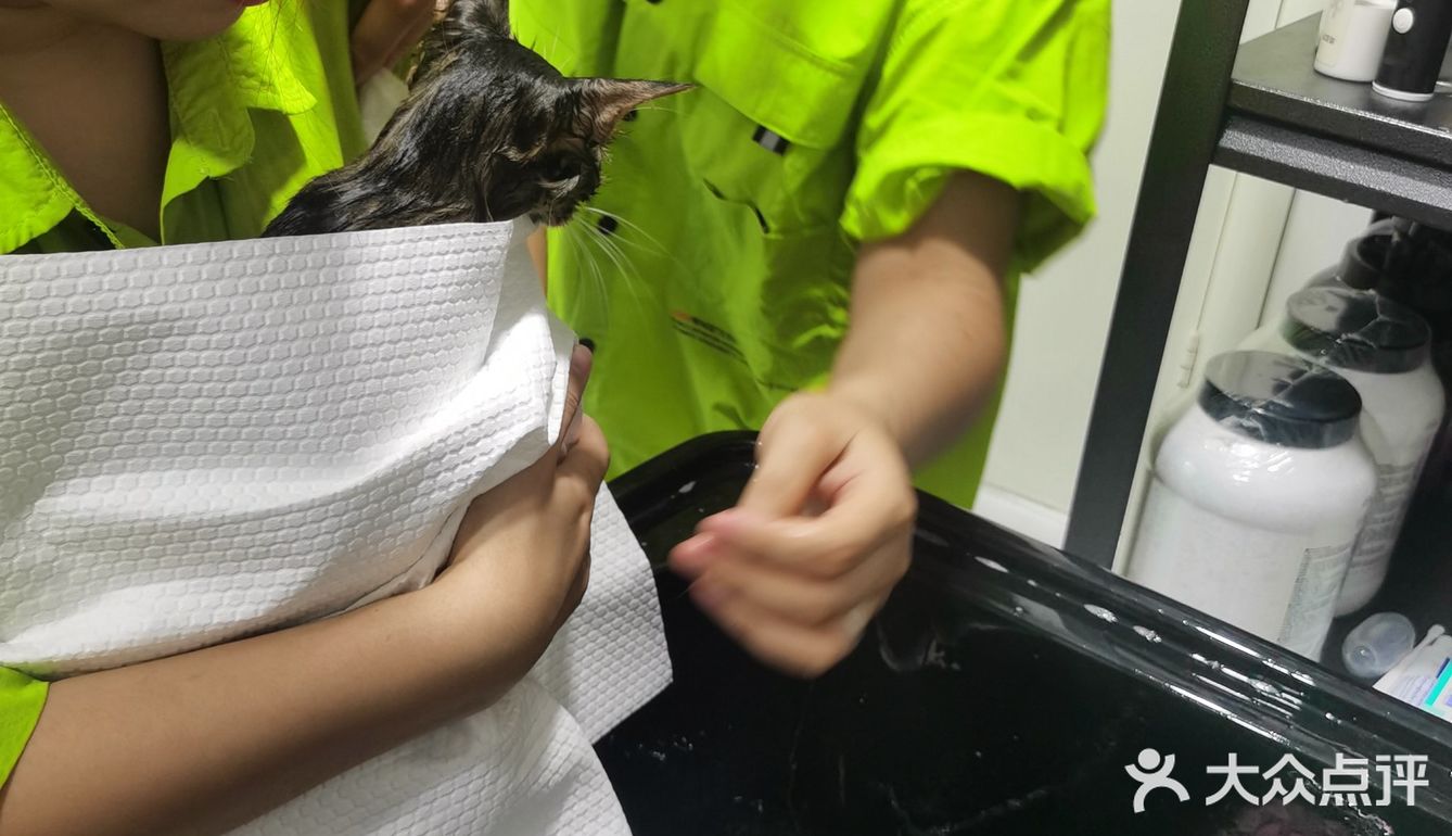 做个爱洗澡的猫吧