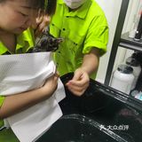 做个爱洗澡的猫吧