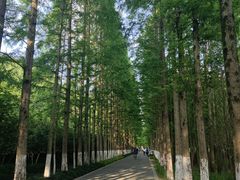 -昆山城市生态森林公园