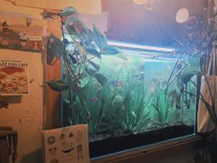 -懒鱼时光馆(沙坪坝店)