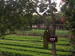 -三亚亚龙湾红树林度假酒店