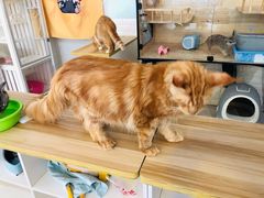 -平行世界·猫咖(首经贸店)