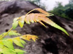 -重庆歌乐山烈士陵园