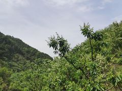 -遵化市禅林寺古银杏风景园