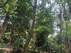 -铁山坪森林公园