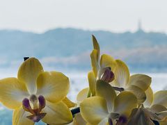 -湖畔居茶楼(湖滨店)