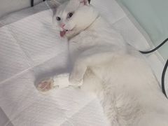 -达爱动物医院·犬猫分区·CT·复杂眼科(远洋山水分院)
