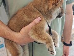 -贝康宠物医院·犬猫全科·小动物特色诊疗中心(东环路店)