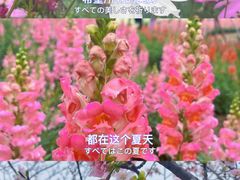 -天适樱花悠乐园