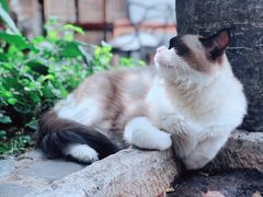 -喵屿·大理花园猫咖