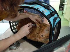 -伟伟宠物医院·CT影像中心·瑞派犬猫综合性门诊(汉口总院)