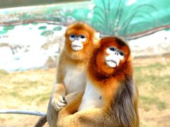 -西霞口神雕山野生动物世界