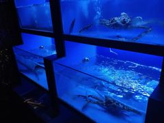 水产区-月下料理(楷林IFC店)