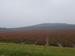 -南京枫彩漫城
