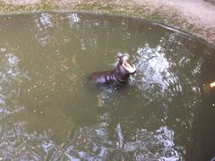 -清迈夜间动物园