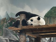 -武汉动物园