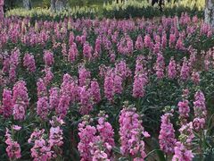 -松山湖梦幻百花洲