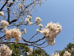 -新江湾城公园