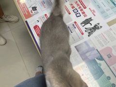 -艾贝尔宠物诊疗