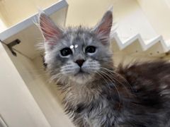 -70cat德文卷毛猫·缅因猫纯种猫舍