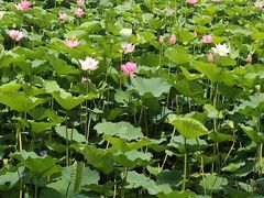 -保定东湖公园(莲池区)