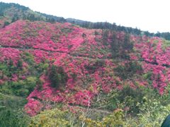 花海-木兰云雾山