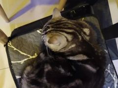 -平行世界·猫咖(首经贸店)