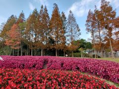 -上海滨江森林公园