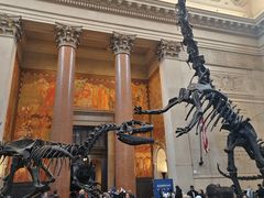 -美国自然历史博物馆