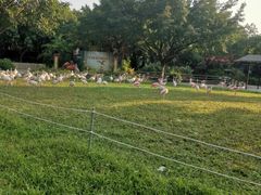 -广州长隆飞鸟乐园