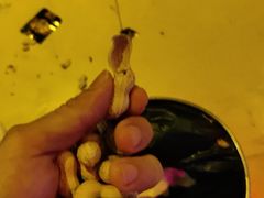 -阿水土鸡(朝阳总店)