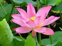 -莲花池公园