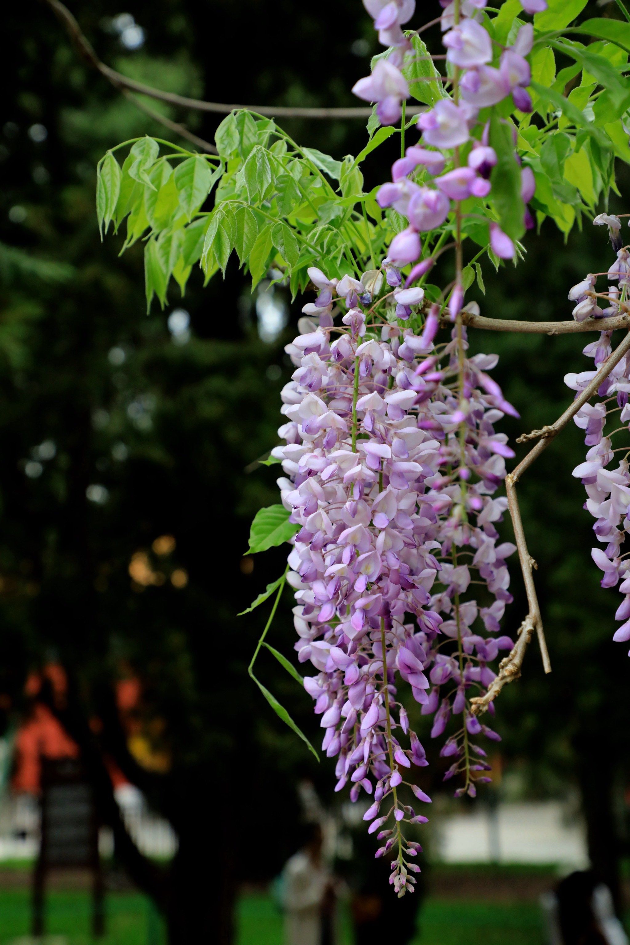 紫藤花开!#一花一木一世界一叶一树一菩提