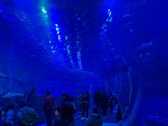 -成都浩海立方海洋公园