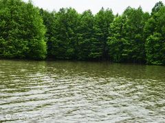 -上海海湾国家森林公园