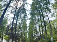 -昆山城市生态森林公园