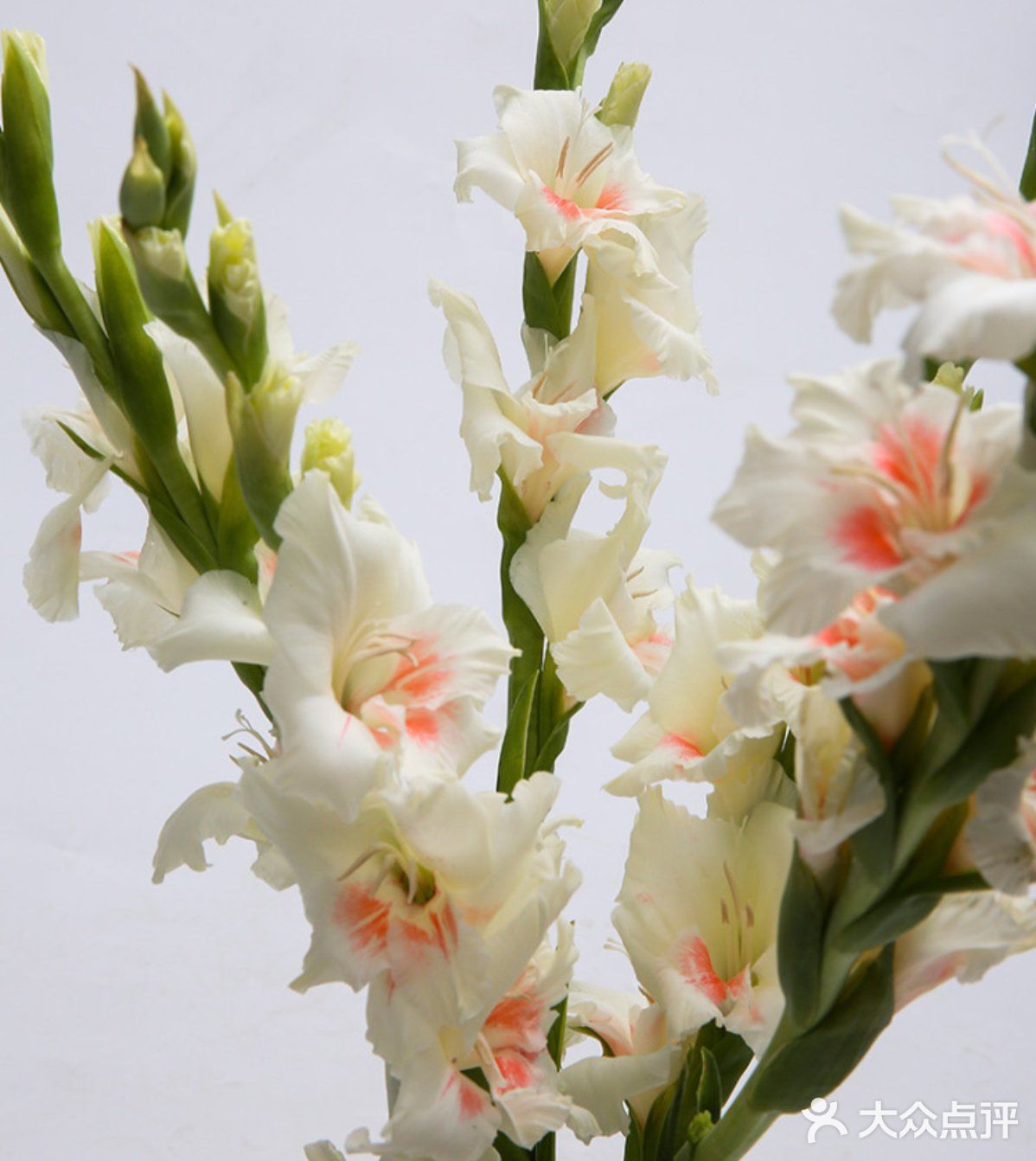 奶油白剑兰盛夏首发