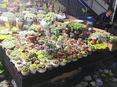 -曲阳花鸟市场(曲阳路店)
