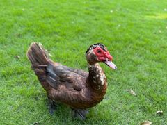 -得丘礼享谷·玉兰苑