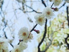 -梅花山(明孝陵内)