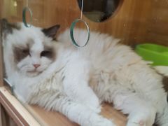 -猫十亿·布偶金渐层·曼基康矮脚猫舍(青年路店)