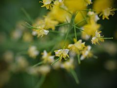 -中国天府农业博览园