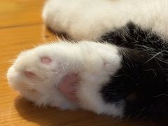 -猫咖时代(中山亭店)