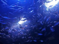 -成都浩海立方海洋公园