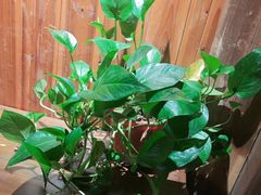 -徽三说·土徽菜·中国徽菜连锁品牌(一中店)