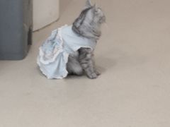 -共舞时光猫咖·狗咖(新街口店)