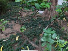 -广州神农草堂中医药博物馆