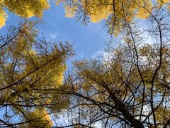 -塞罕坝国家级自然保护区