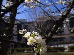 -墨尔本皇家植物园