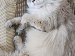 -琪喵猫屋·撸猫猫咖·猫舍